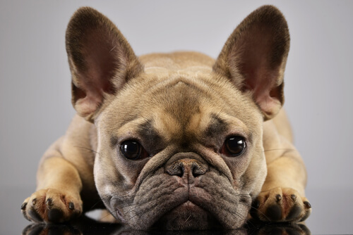 17 Things to Know When You Bring Home a French Bulldog - Page 9 of 18